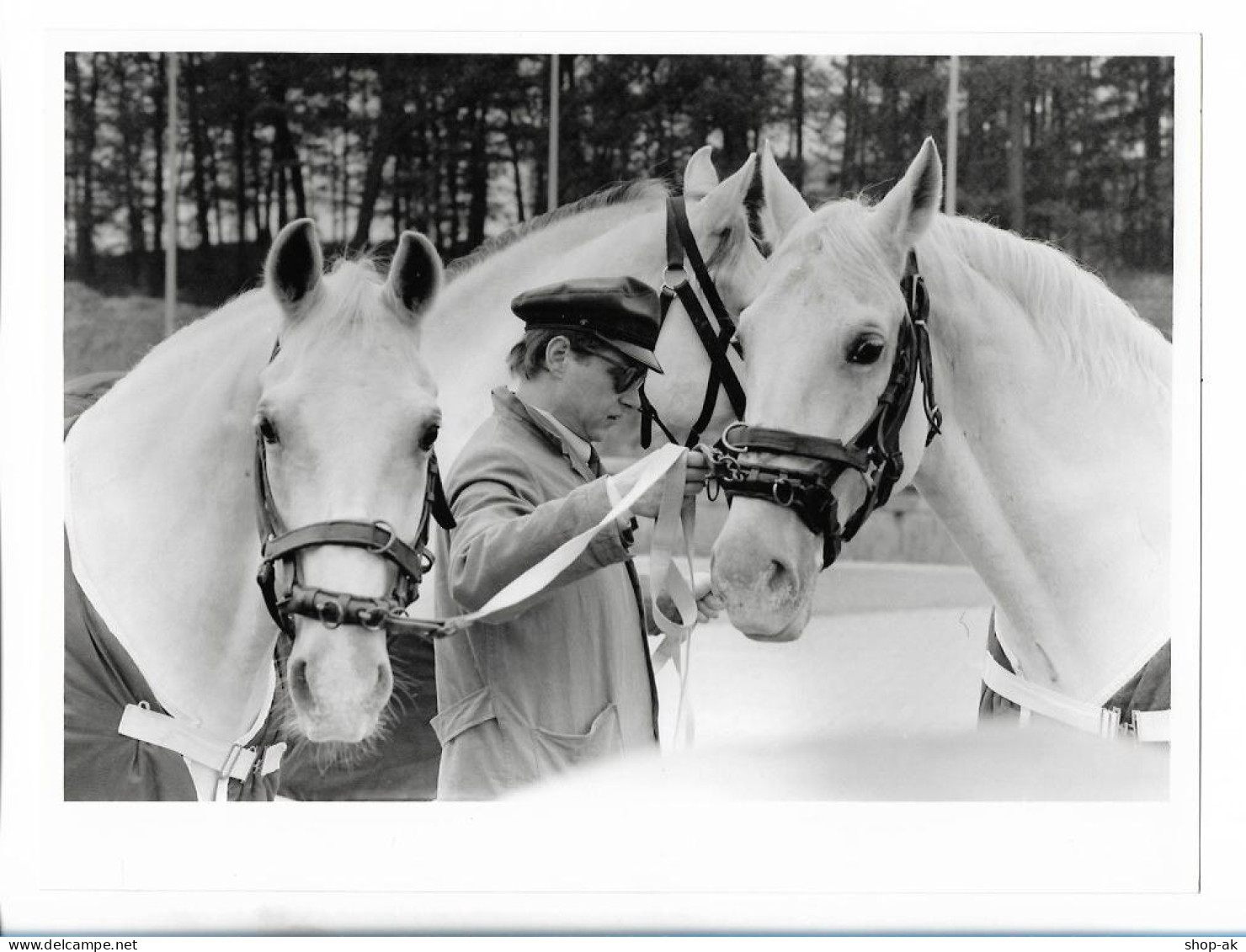 C5427/ Lufthansa Verladung Von Pferden Lipizzaner Frankfurt Flughafen Foto 1984 - Otros & Sin Clasificación