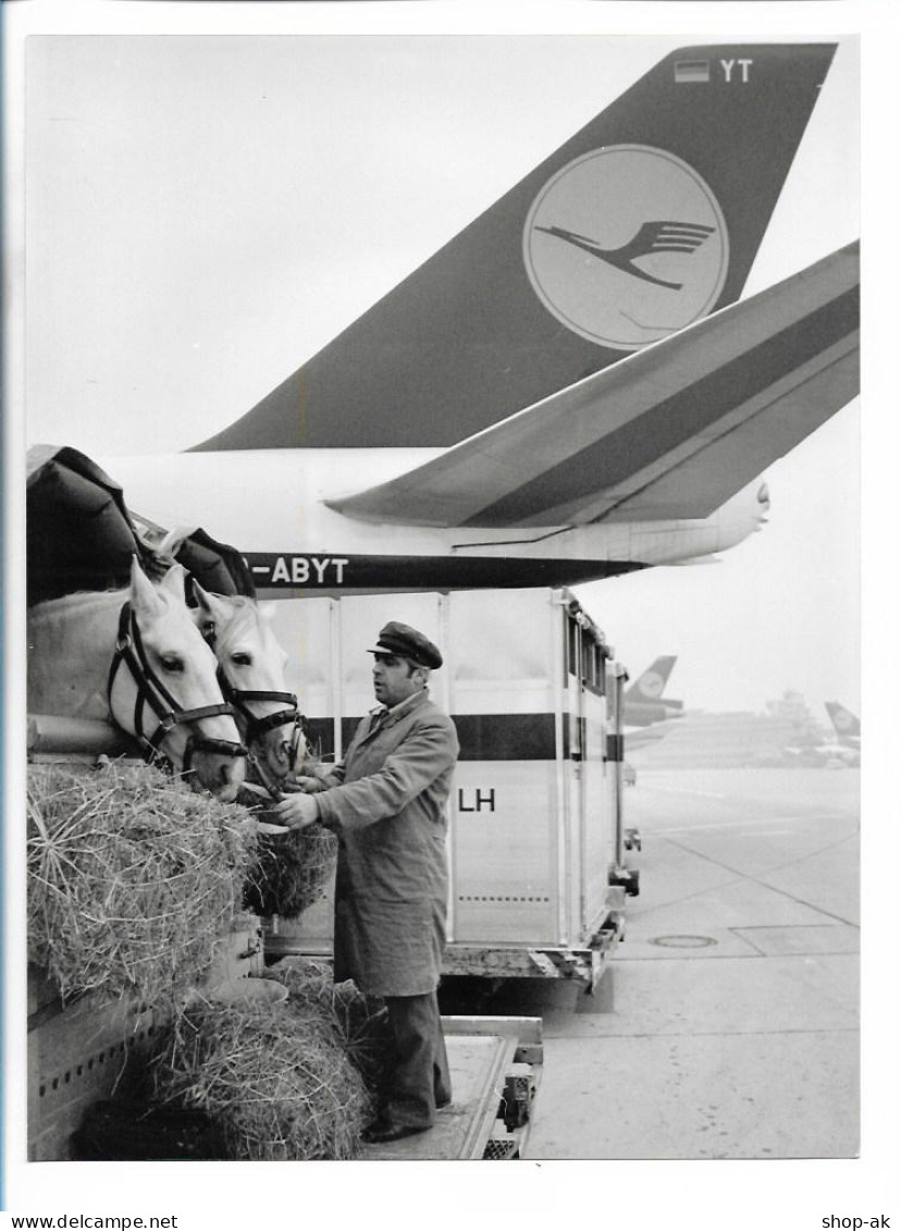 C5428/ Lufthansa Verladung Von Pferden Lipizzaner Frankfurt Flughafen Foto 1984 - Andere & Zonder Classificatie