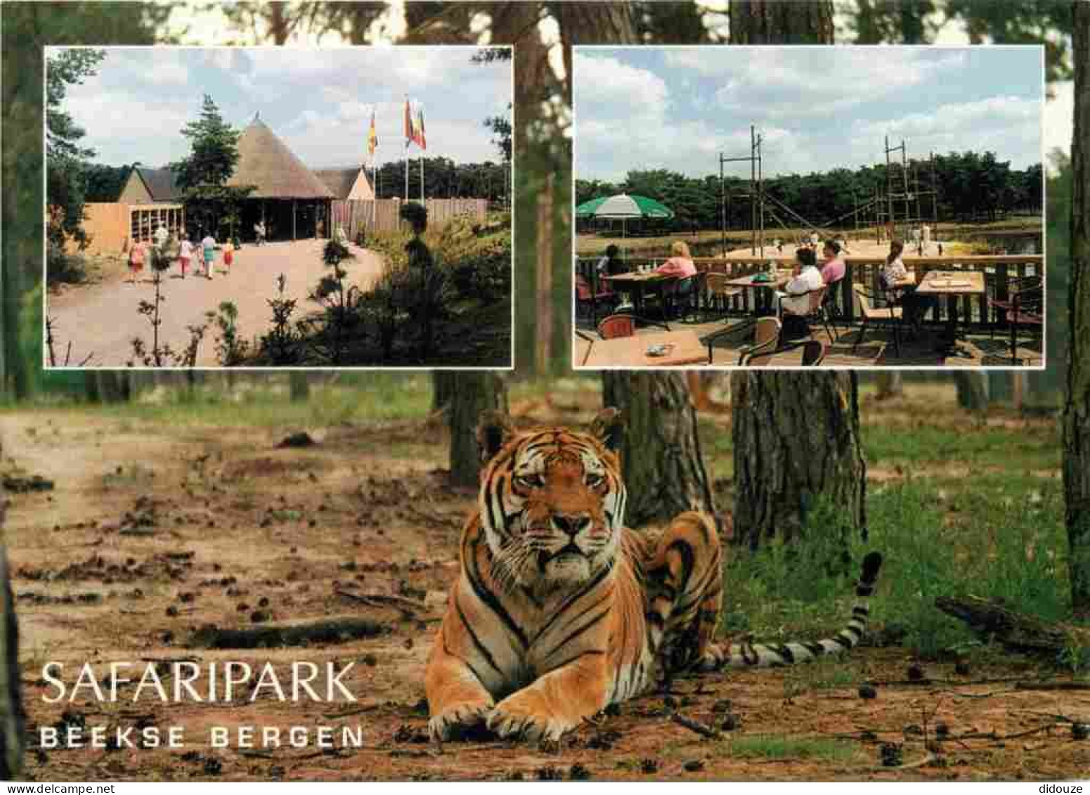 Animaux - Fauves - Tigre - Tiger - Safaripark Beekse Bergen - Hilvarenbeek - Multivues - CPM - Carte Neuve - Voir Scans  - Tigres