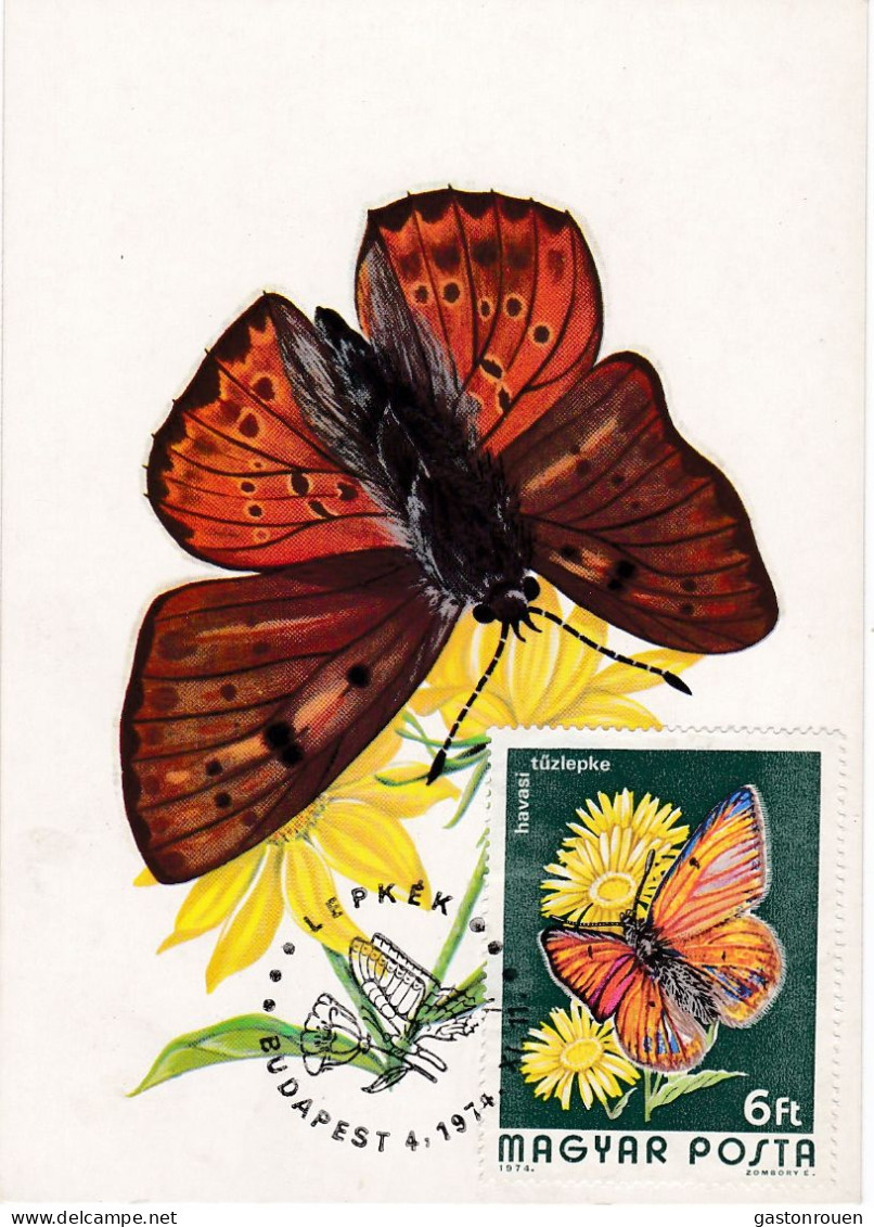 Carte Maximum Hongrie Hungary Papillon Butterfly 2400 - Maximumkarten (MC)