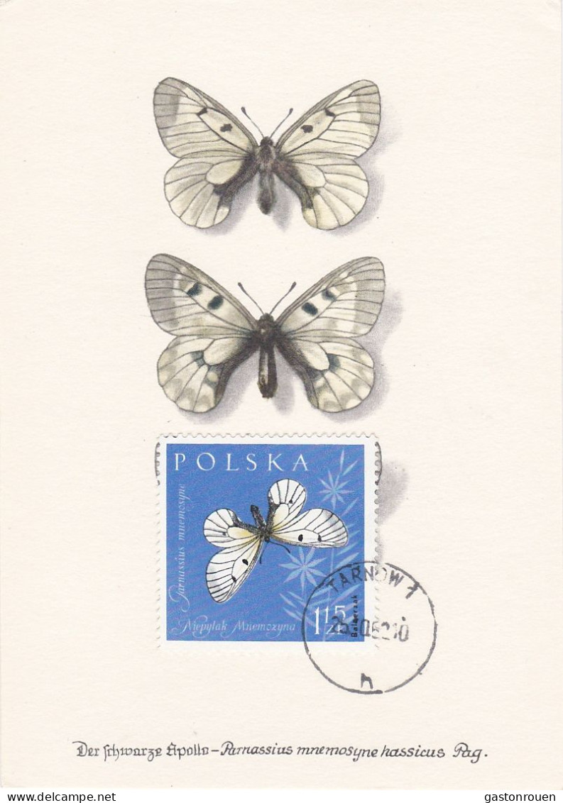 Carte Maximum Pologne Poland Papillon Butterfly 1146 - Maximumkarten