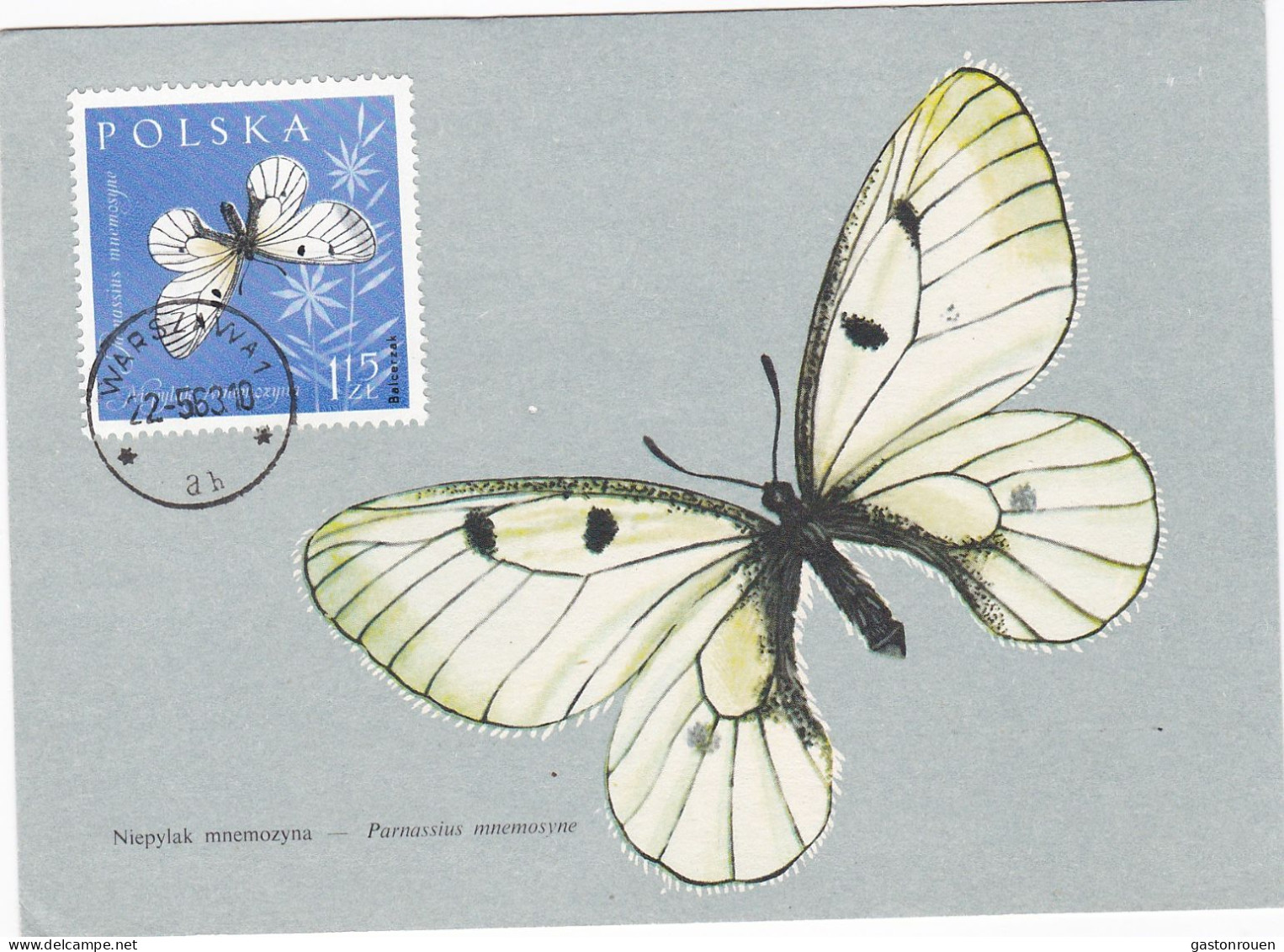 Carte Maximum Pologne Poland Papillon Butterfly 1146 - Maximum Cards