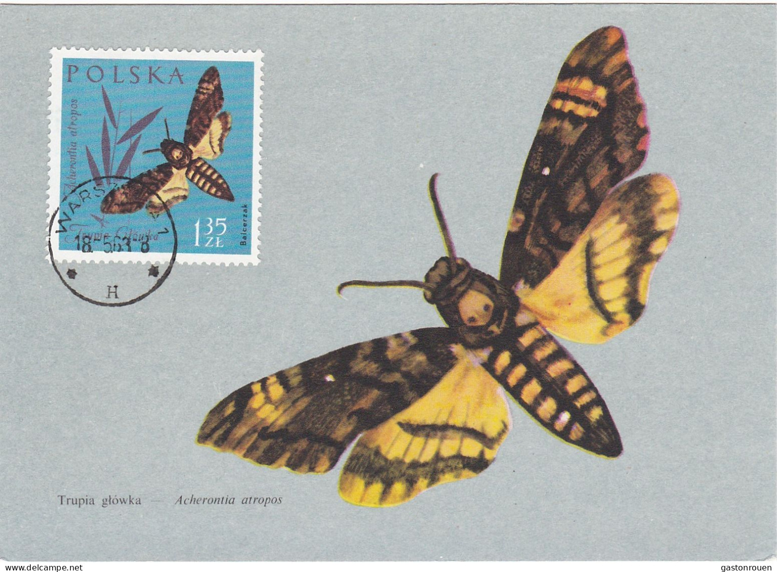 Carte Maximum Pologne Poland Papillon Butterfly 1147 - Cartes Maximum