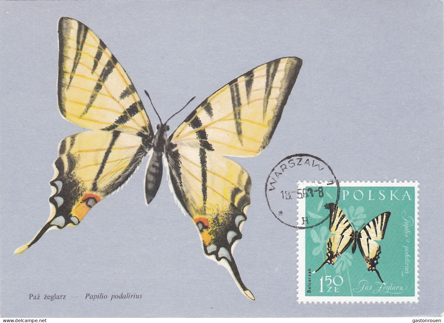 Carte Maximum Pologne Poland  Papillon Butterfly 1148 - Cartes Maximum