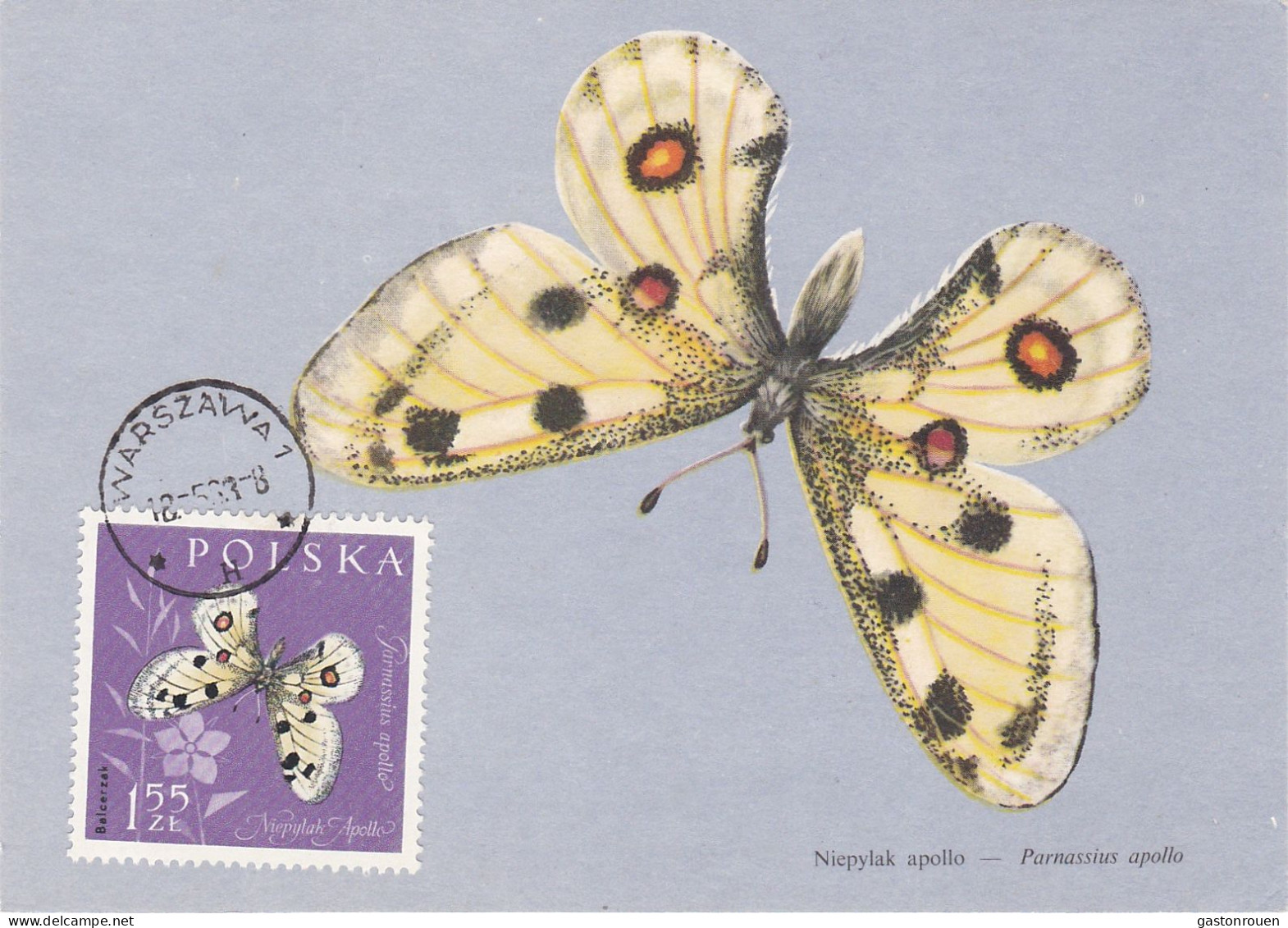 Carte Maximum Pologne Poland Papillon Butterfly 1149 - Cartes Maximum