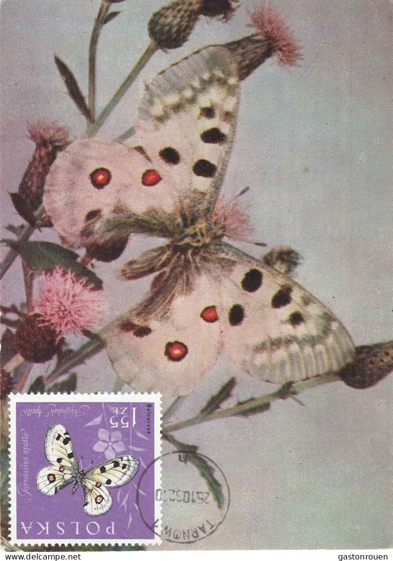 Carte Maximum Pologne Poland Polska Papillon Butterfly 1149 - Cartoline Maximum