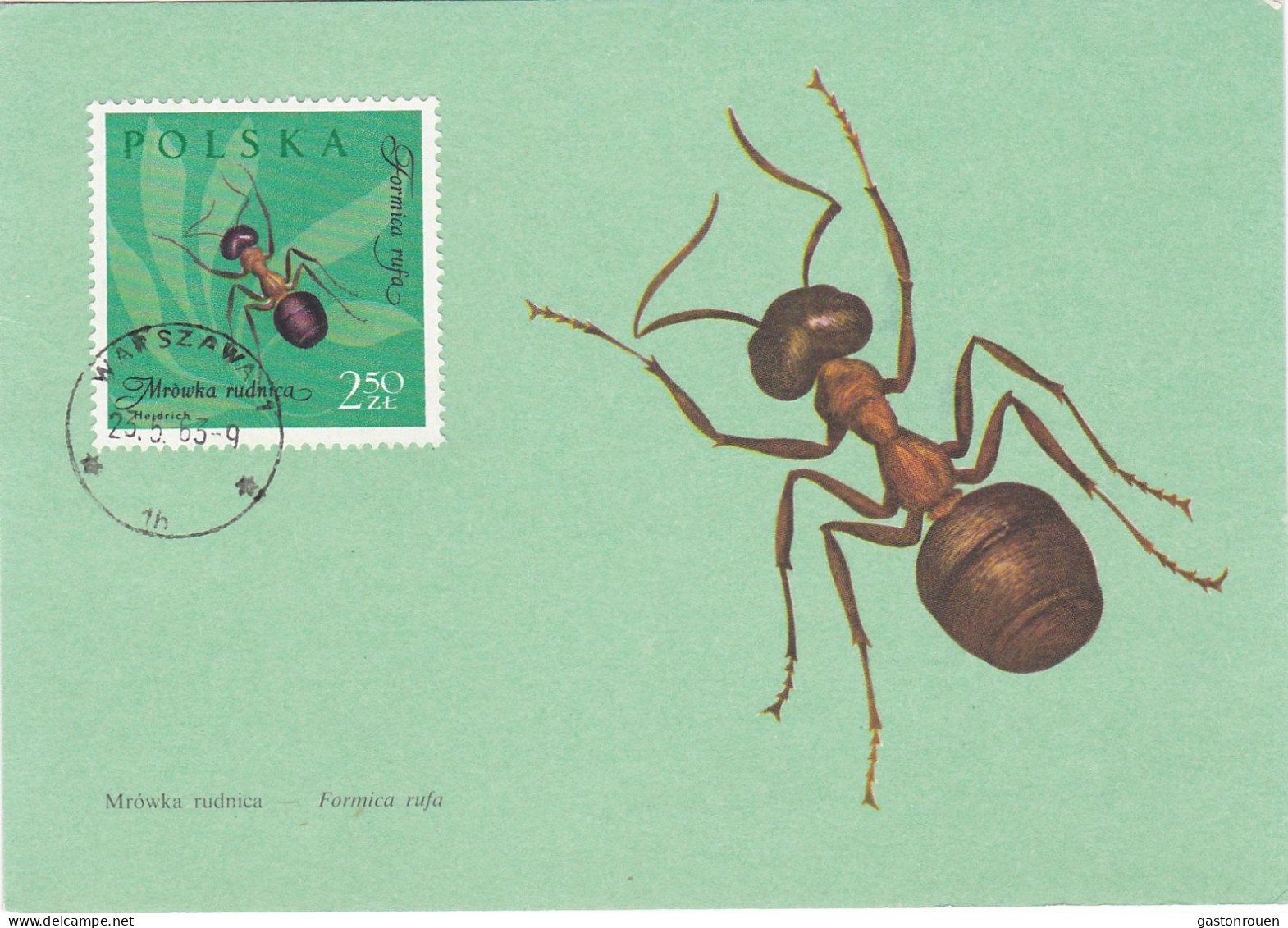 Carte Maximum Pologne Polska Insecte Insect Fourmi  Ant 1150 - Maximum Cards