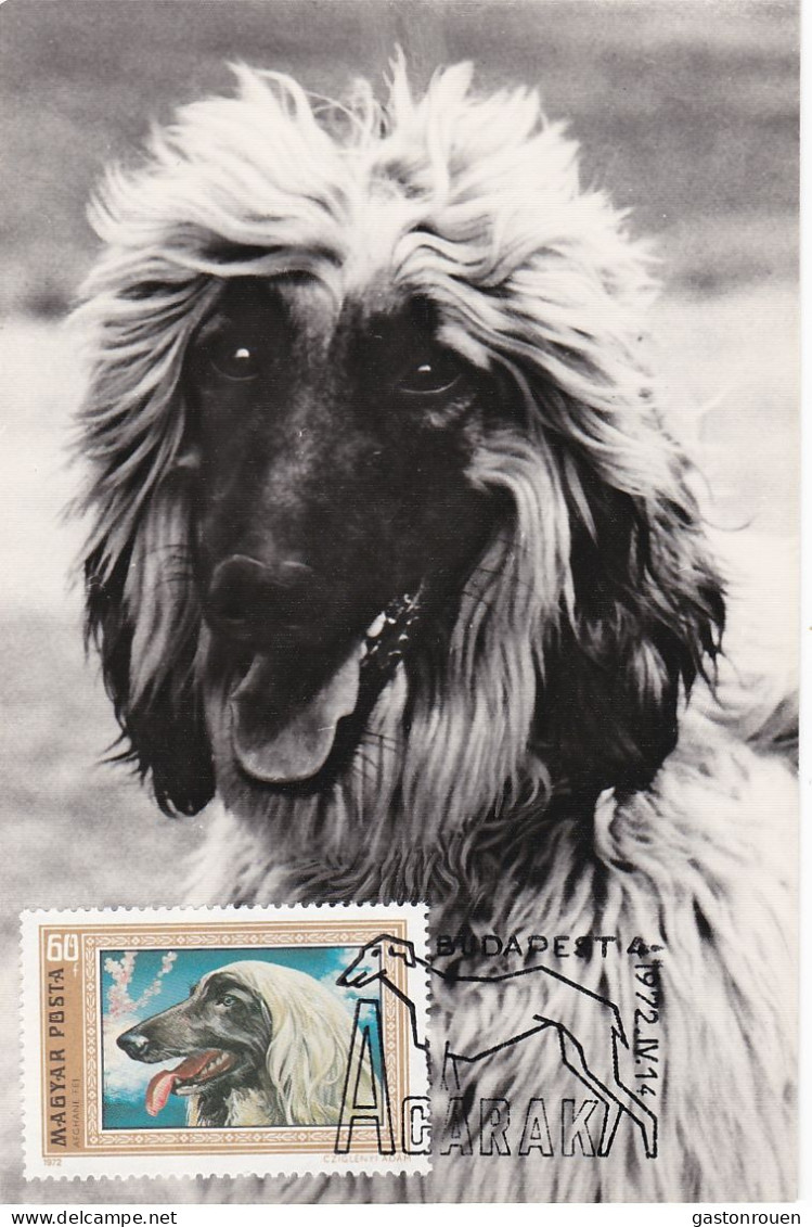 Carte Maximum Hongrie Hungary Dog Chien Levrier Afghan Greyhound 2222 - Maximumkarten (MC)