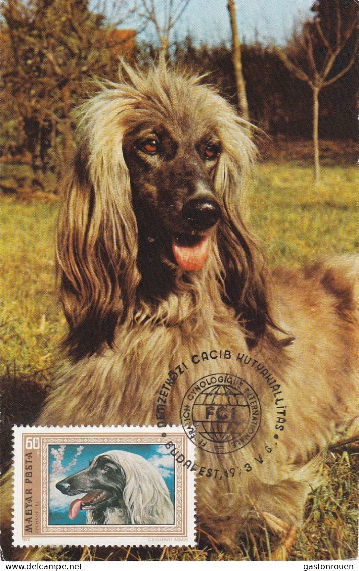 Carte Maximum Hongrie Hungary Dog Chien Levrier Afghan Greyhound 2222 - Cartoline Maximum