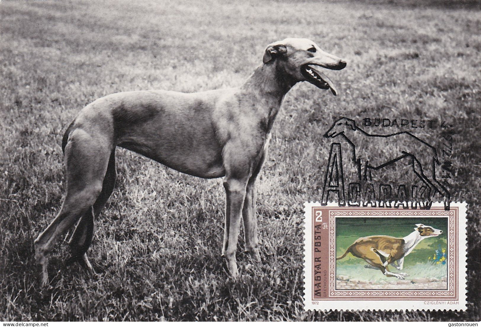 Carte Maximum Hongrie Hungary Dog Chien Levrier  Greyhound 2225 - Cartes-maximum (CM)