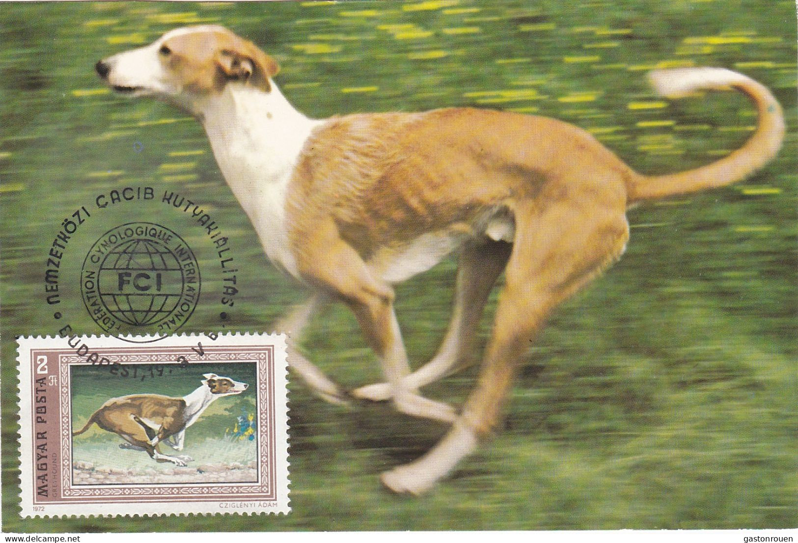 Carte Maximum Hongrie Hungary Dog Chien Levrier  Greyhound 2225 - Cartoline Maximum