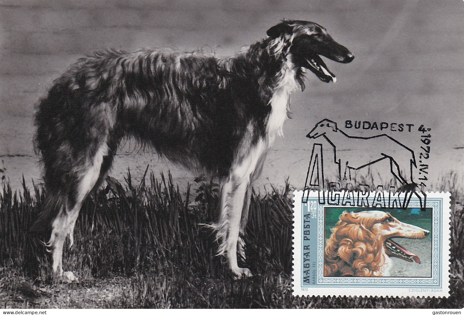 Carte Maximum Hongrie Hungary Dog Chien Barzoï  2224 - Maximumkaarten