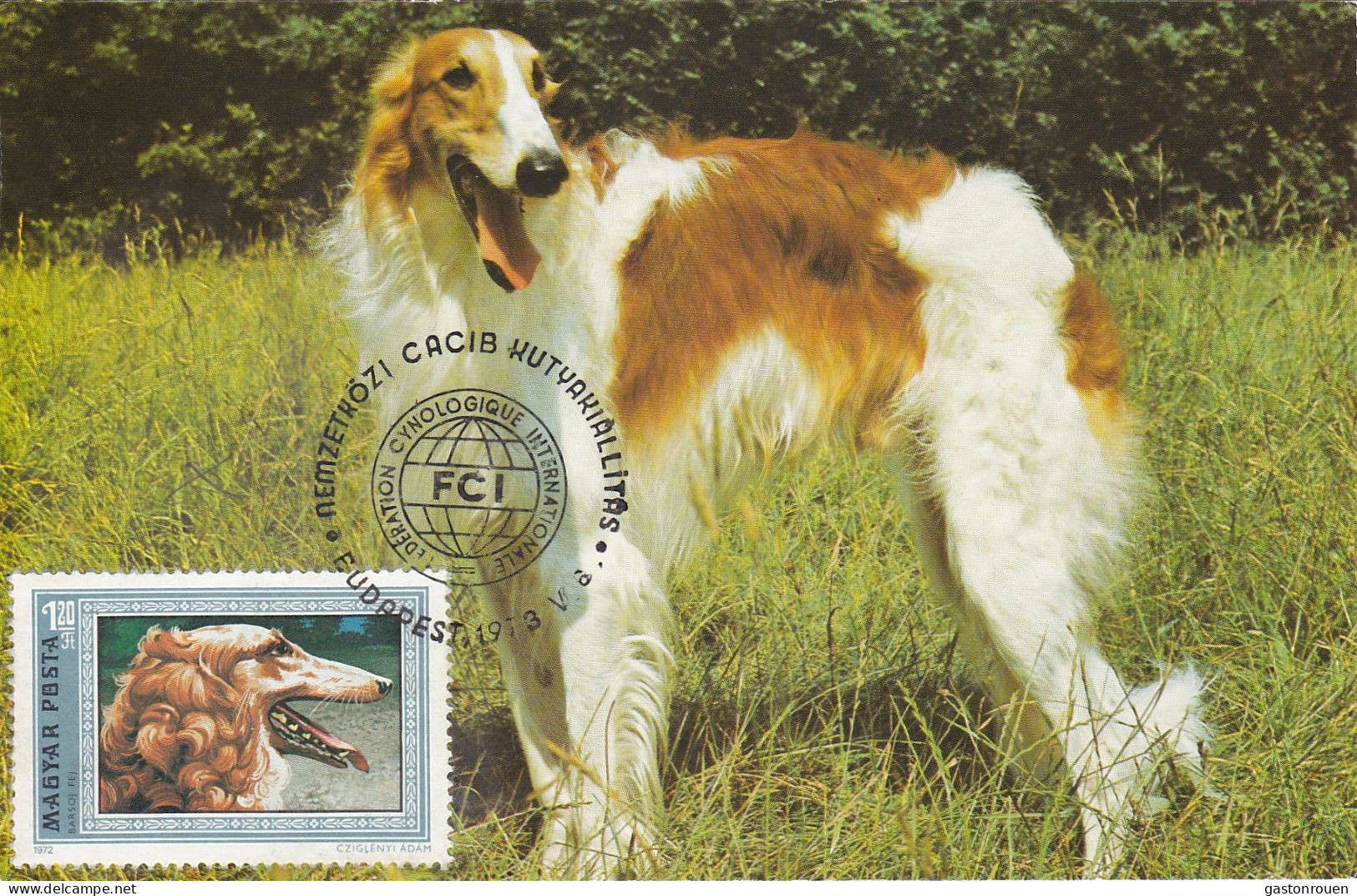 Carte Maximum Hongrie Hungary Dog Chien Barzoï  2224 - Cartes-maximum (CM)