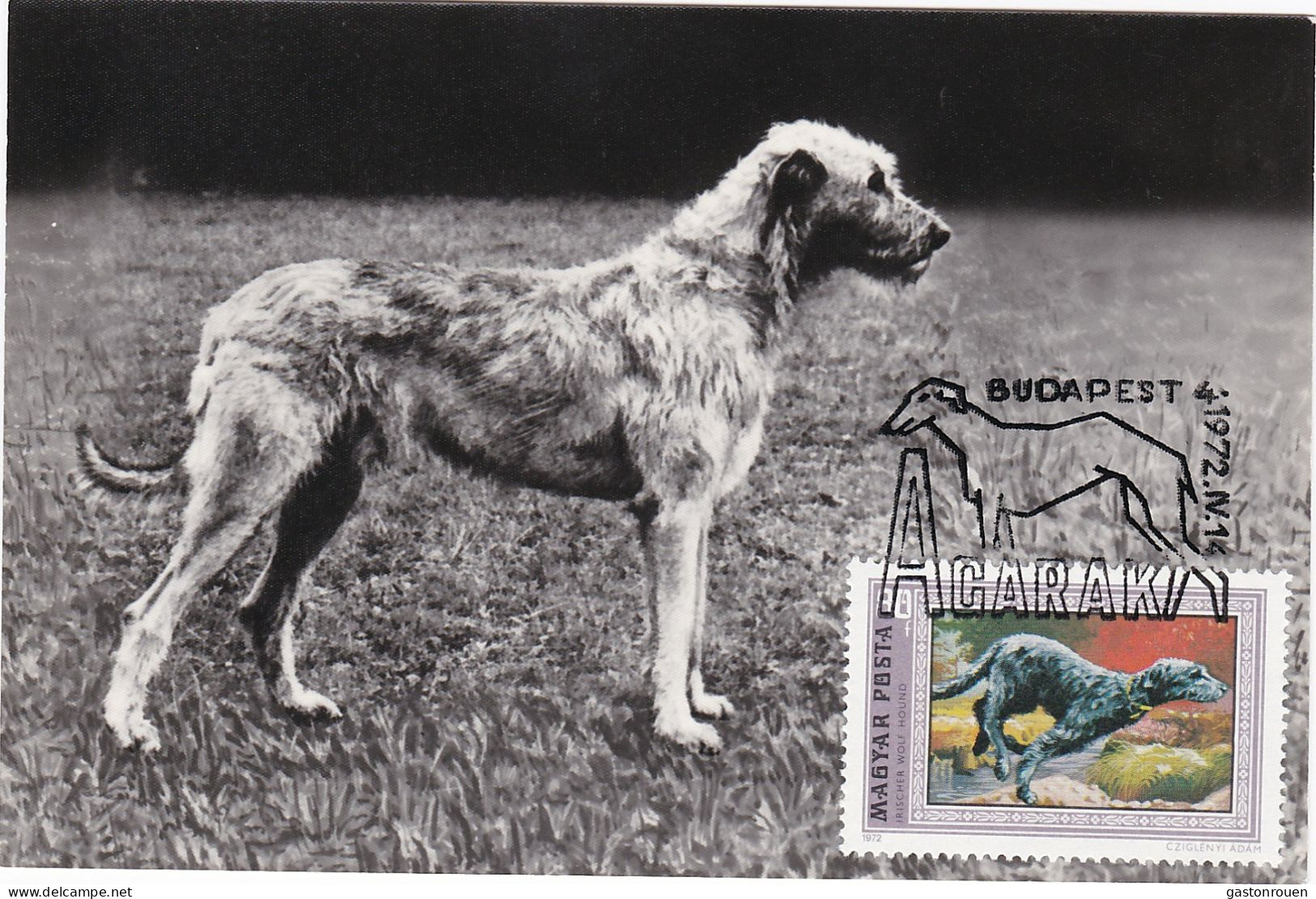 Carte Maximum Hongrie Hungary Dog Chien Wolfhound  2223 - Cartoline Maximum