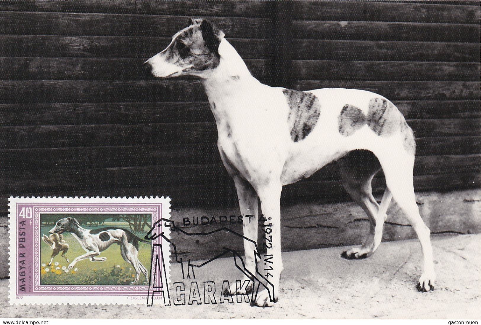 Carte Maximum Hongrie Hungary Dog Chien Lévrier Hongrois  2221 - Tarjetas – Máximo