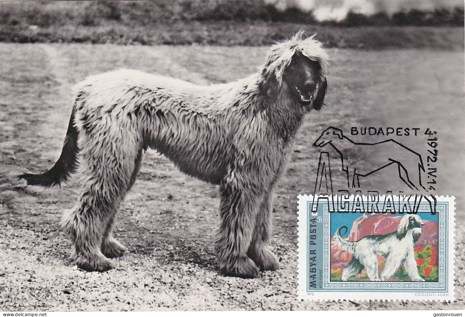 Carte Maximum Hongrie Hungary Dog Chien Lévrier Afghan 6533 - Cartes-maximum (CM)