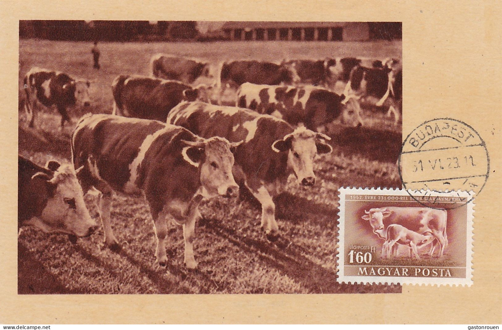 Carte Maximum Hongrie Hungary Vache Cow 1951 - Cartes-maximum (CM)