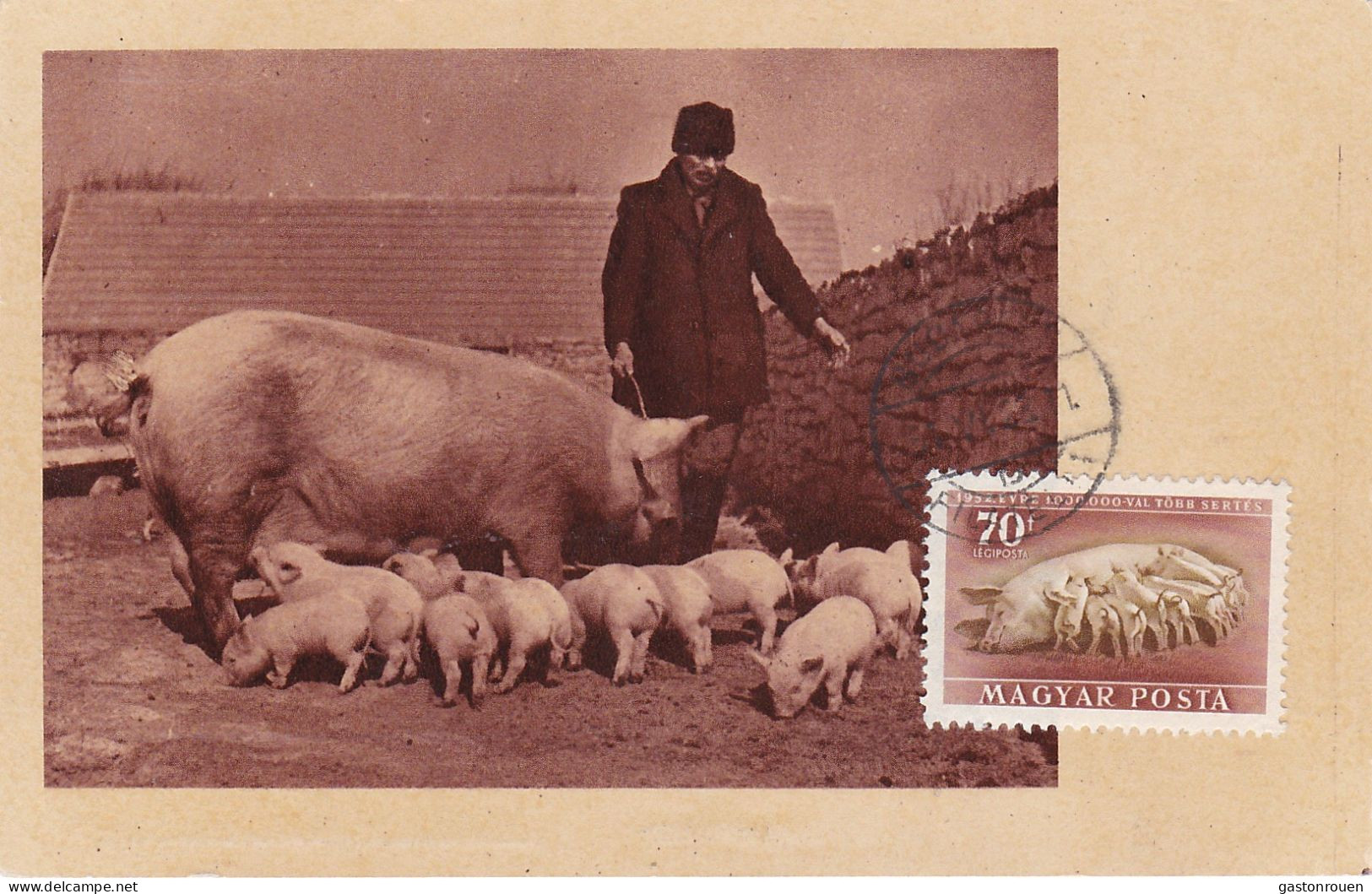 Carte Maximum Hongrie Hungary Cochon Porc Pig Pa112 - Cartoline Maximum