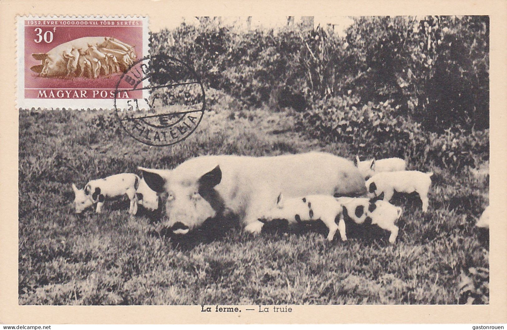 Carte Maximum Hongrie Hungary Cochon Porc Pig Pa112 - Maximumkarten (MC)