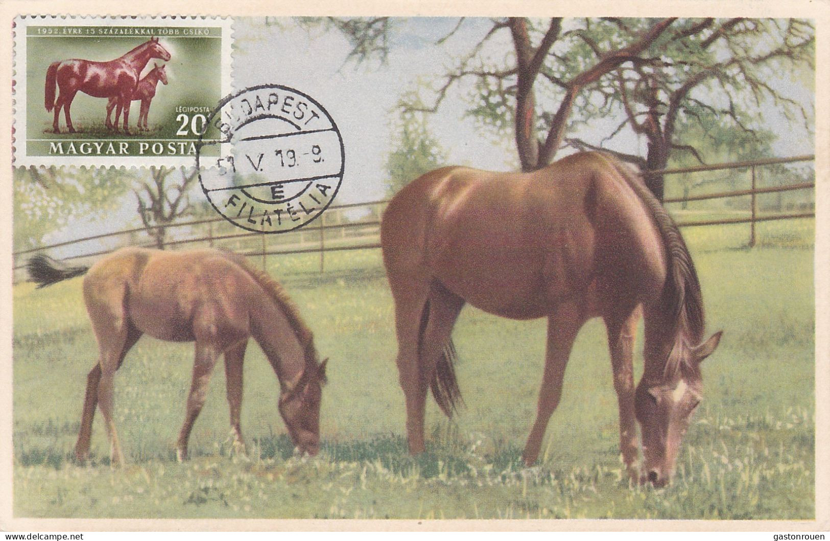 Carte Maximum Hongrie Hungary Cheval Horse  Pa111 - Maximum Cards & Covers