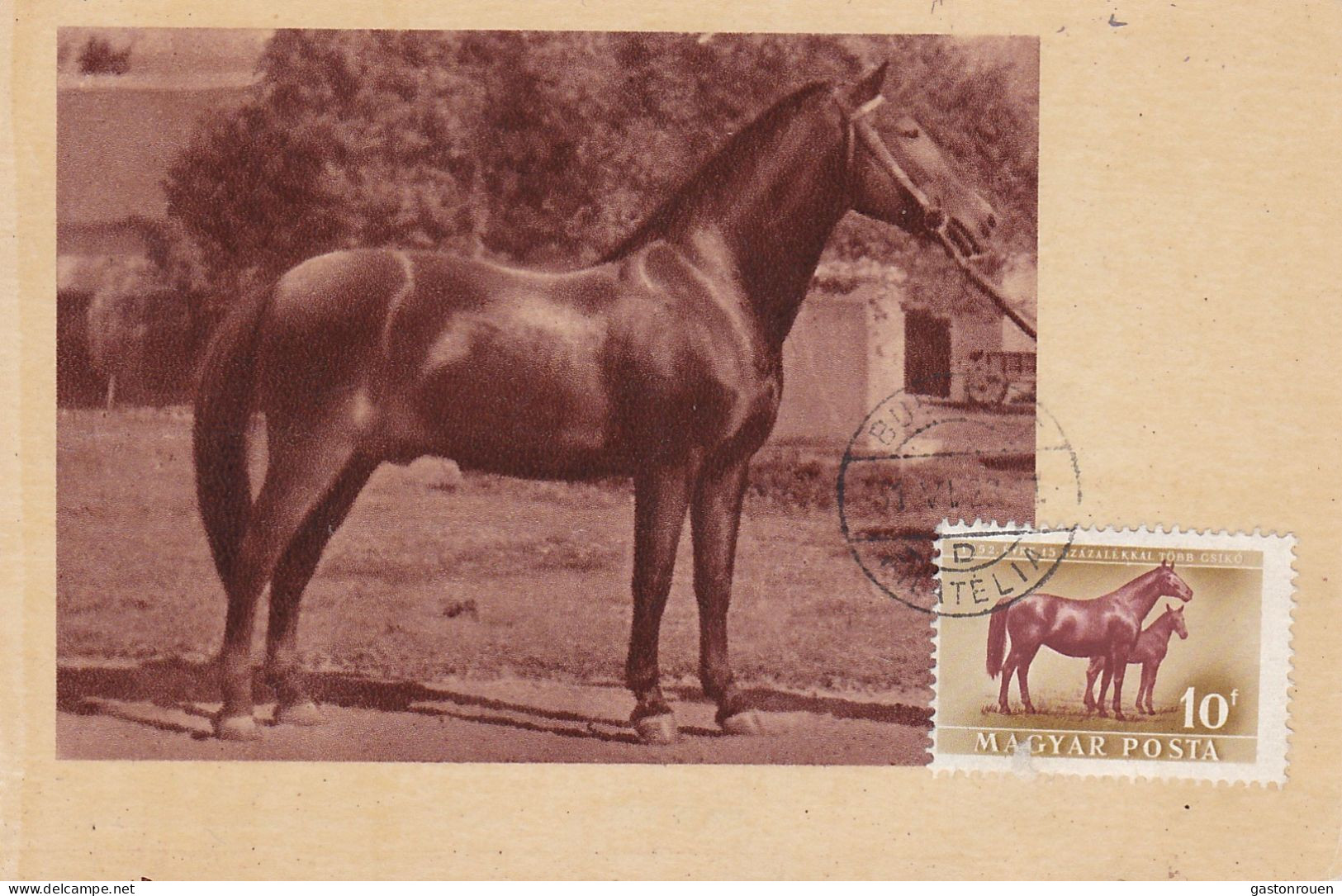 Carte Maximum Hongrie Hungary Cheval Horse  Pa111 - Maximum Cards & Covers