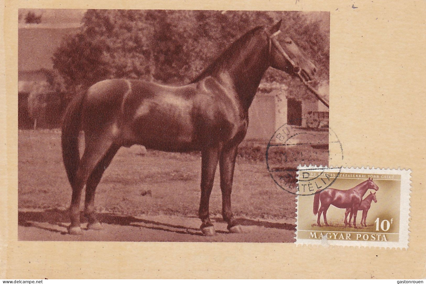 Carte Maximum Hongrie Hungary Cheval Horse  Pa111 - Cartoline Maximum