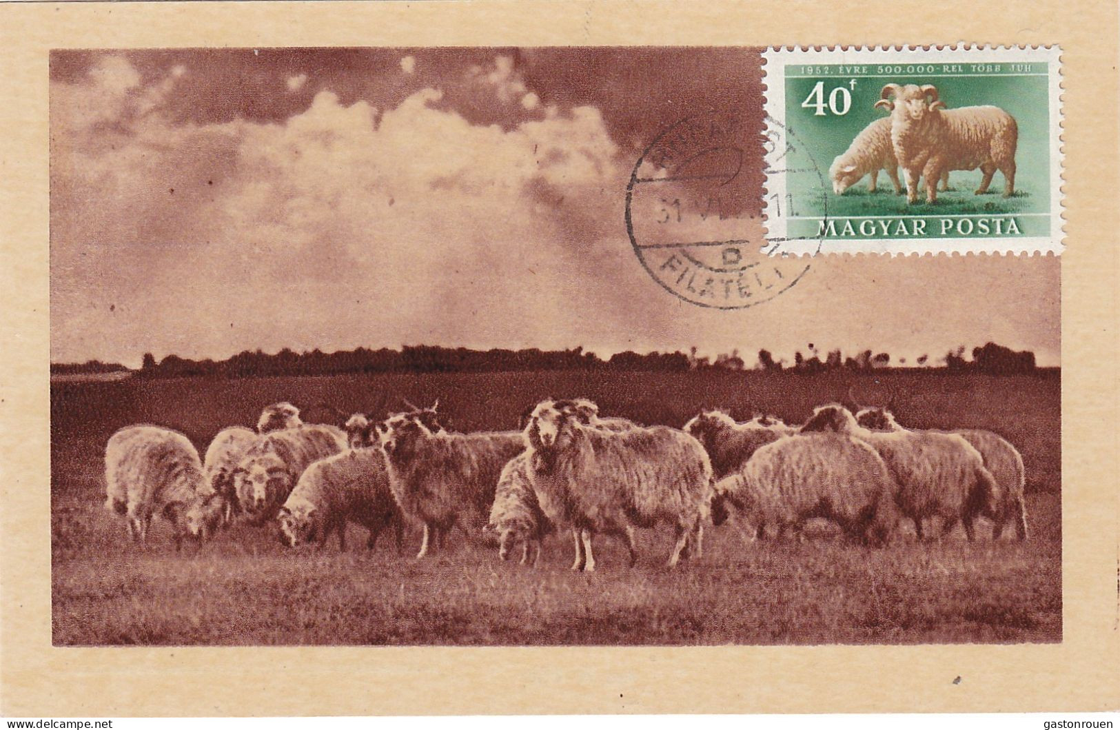 Carte Maximum Hongrie Hungary Sheep Mouton 988 - Maximum Cards & Covers