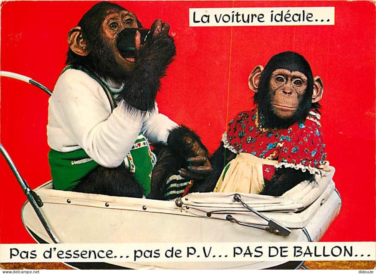 Animaux - Singes - Chimpanzé - Carte à Message - Animaux Humanisés - CPM - Voir Scans Recto-Verso - Singes
