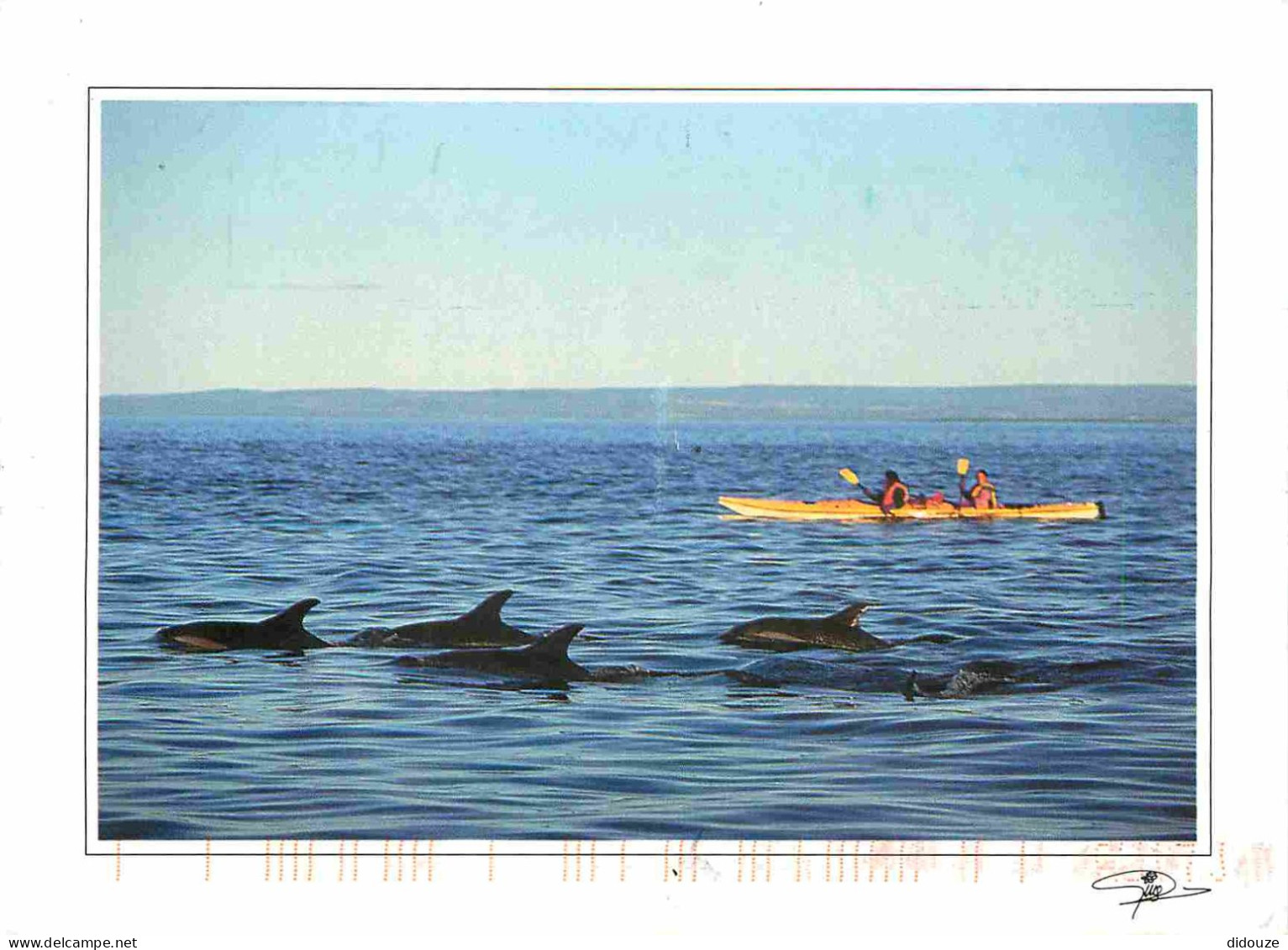 Animaux - Sur La Route Des Baleines - Dauphins - Dolphins - CPM - Voir Scans Recto-Verso - Delphine