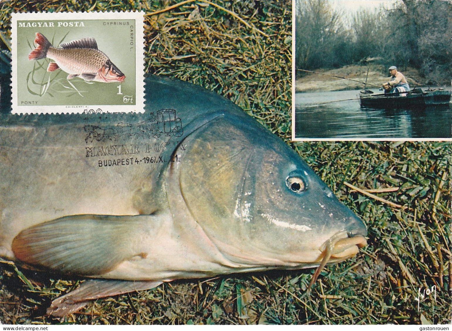 Carte Maximum Hongrie Hungary Poisson Fish 1912 Carpe  Carp - Cartoline Maximum