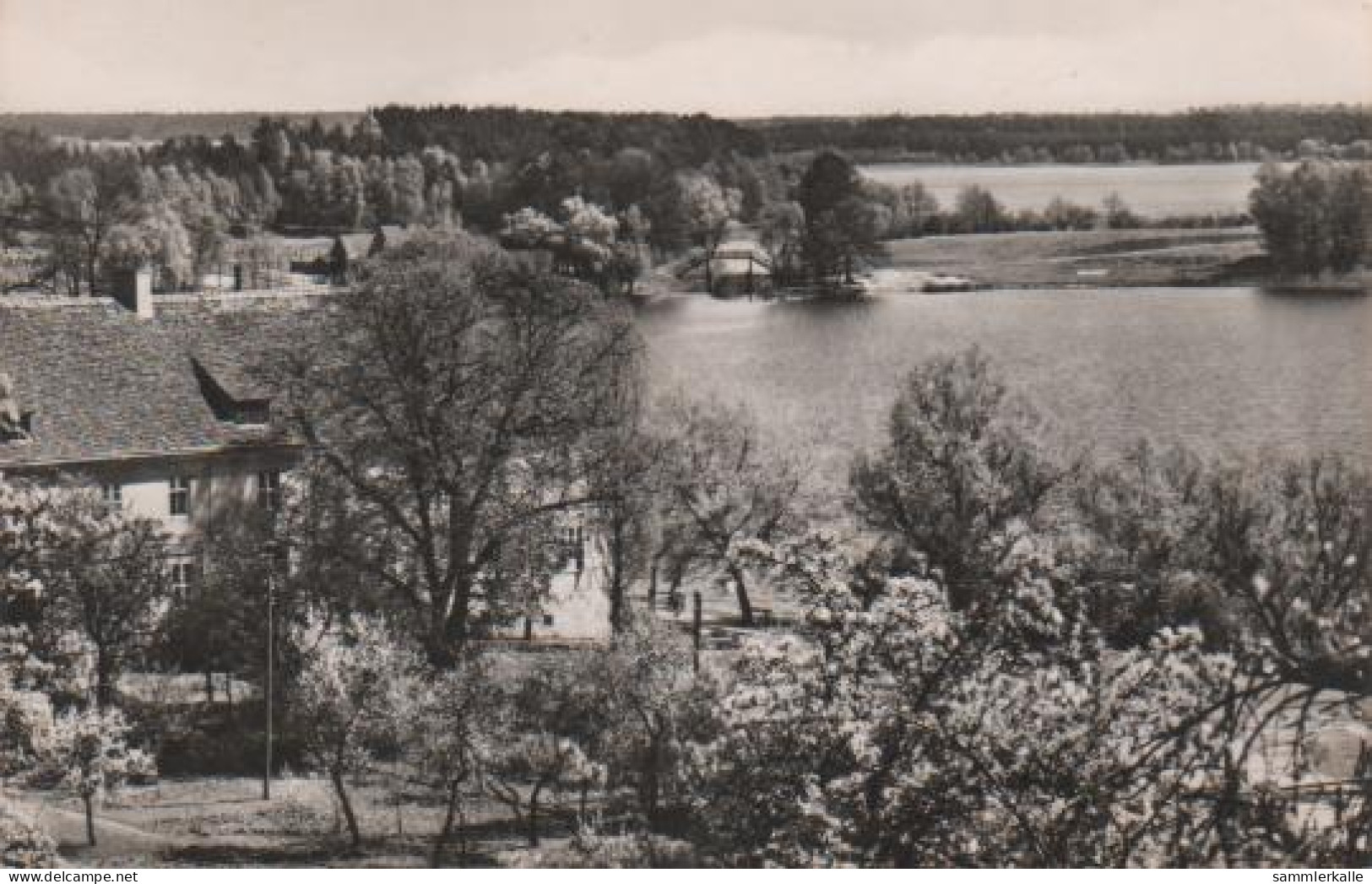 4487 - Zechlin - Blick über Schwarzen Zum Grossen Zechliner See - 1965 - Rheinsberg