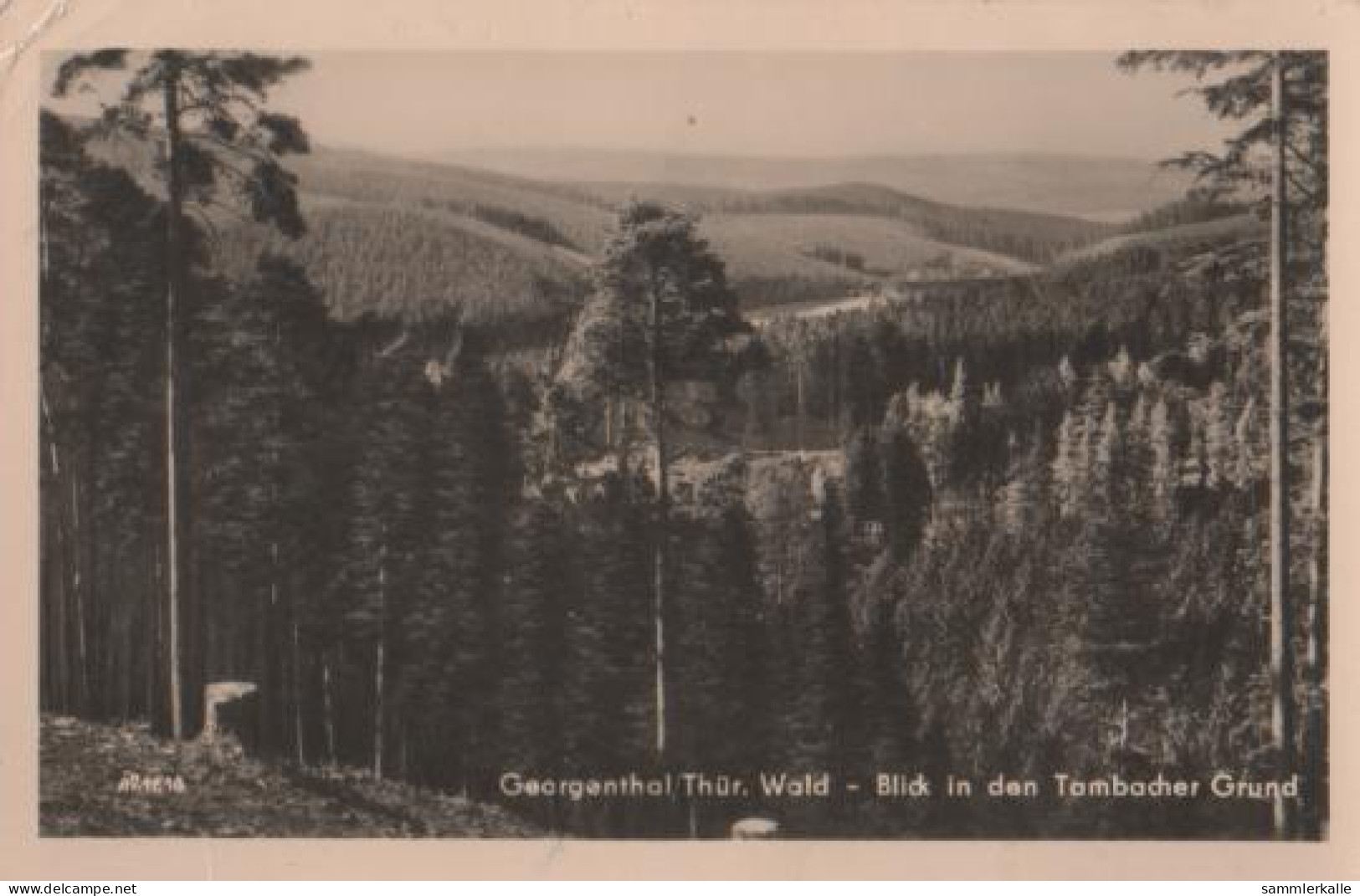 13709 - Georgenthal - Tambacher Grund - 1955 - Georgenthal