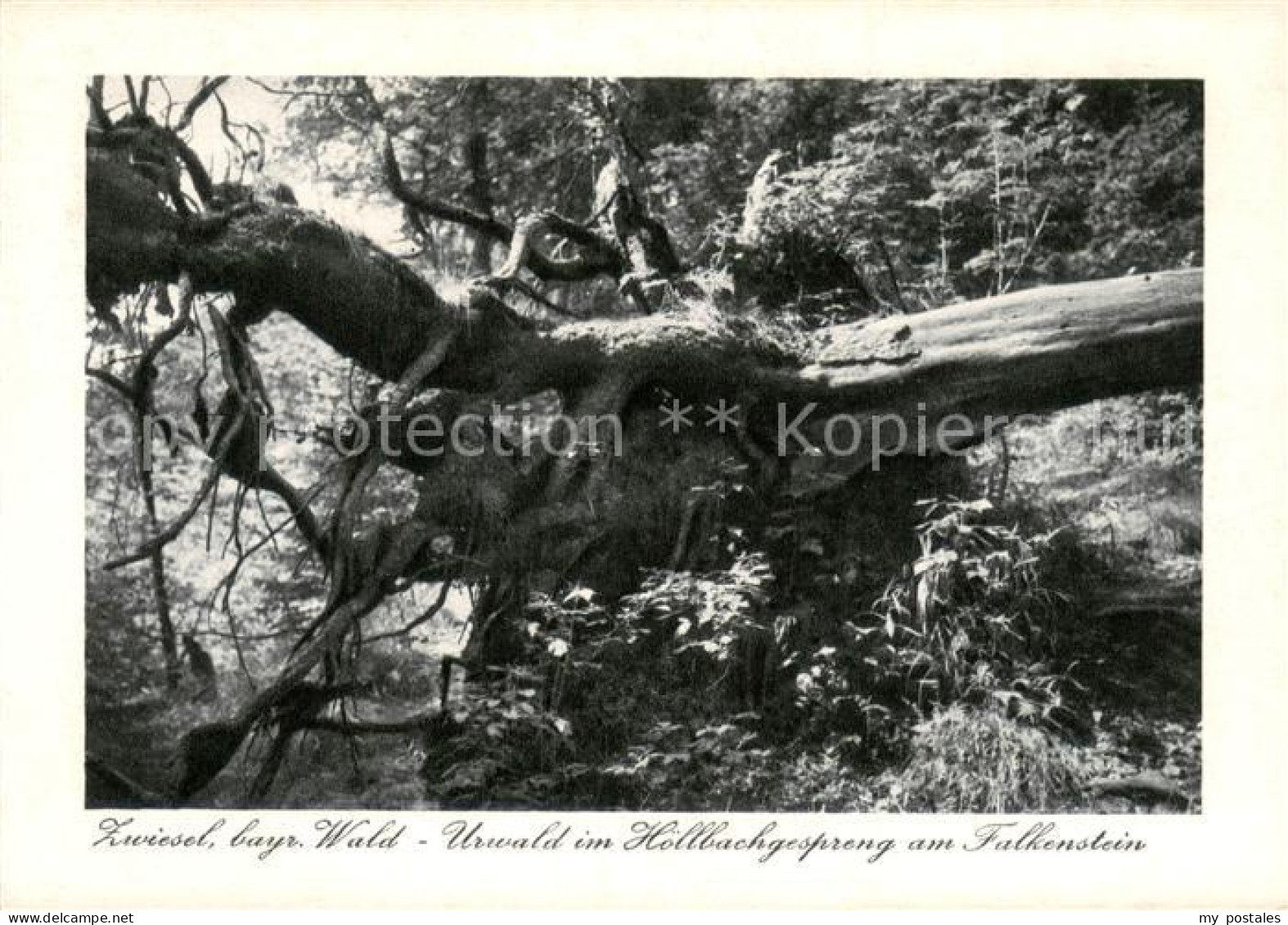 73668847 Zwiesel Niederbayern Urwald Im Hoellbachgespreng Am Falkenstein Zwiesel - Zwiesel