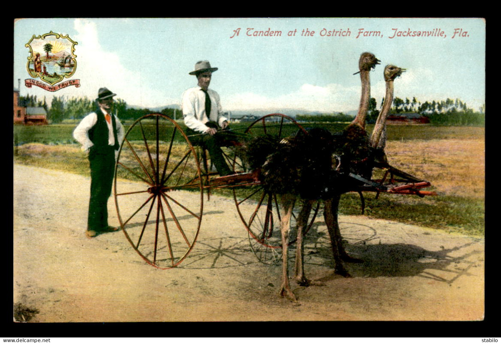 ETATS-UNIS - JACKSONVILLE - A TANDEM AT THE OSTRICH FARM - ATTELAGE D' AUTRUCHES - Jacksonville