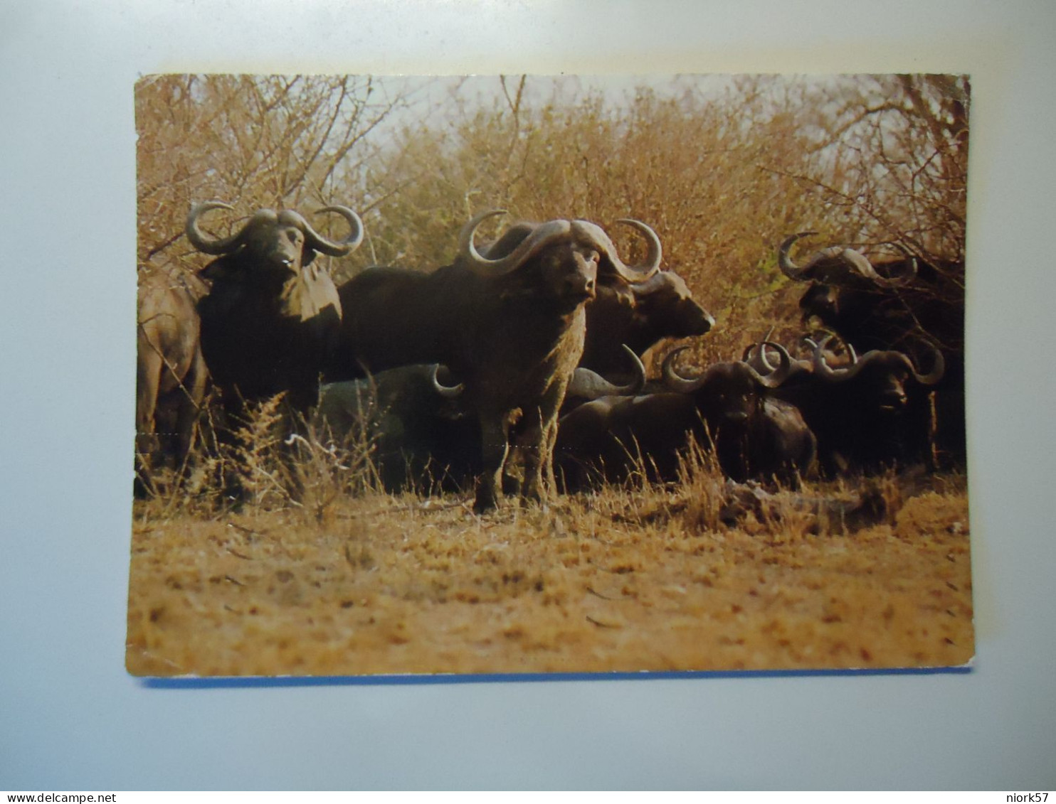 SOUTH AFRICA    USED    POSTCARDS  1981   BUFFALO   ANIMALS  2  STAMPS   CACTUS  2 SCAN - Taureaux