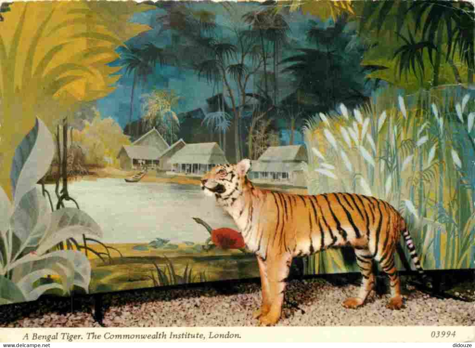 Animaux - Fauves - Tigre - Tiger - The Commonwealth Instituts Of London. - A Bengal Tiger - Carte Dentelée - CPSM Grand  - Tigers