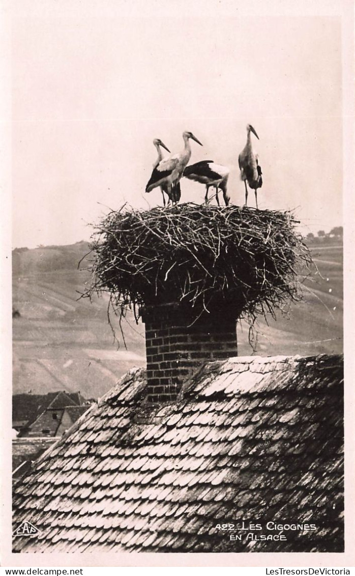ANIMAUX - Les Cigognes En Alsace - Carte Postale Ancienne - Vögel