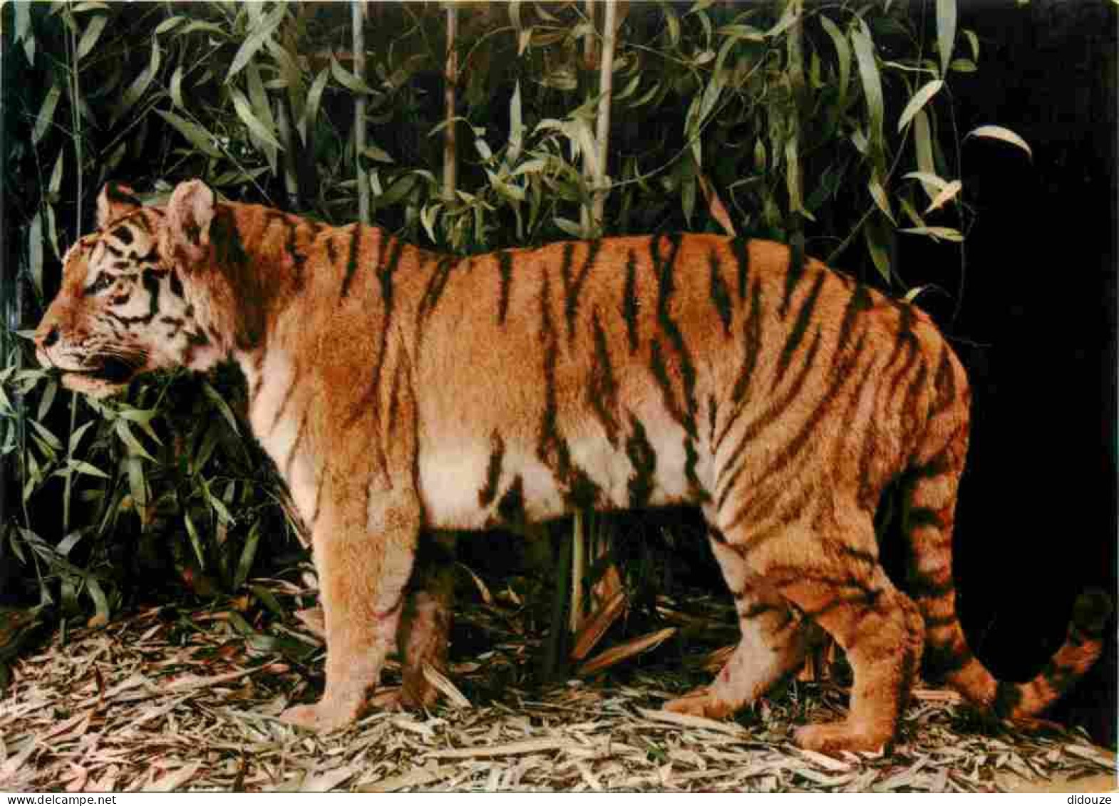 Animaux - Fauves - Tigre - Tiger - Museo Civico Di Storia Naturale Milano - CPM - Carte Neuve - Voir Scans Recto-Verso - Tigers