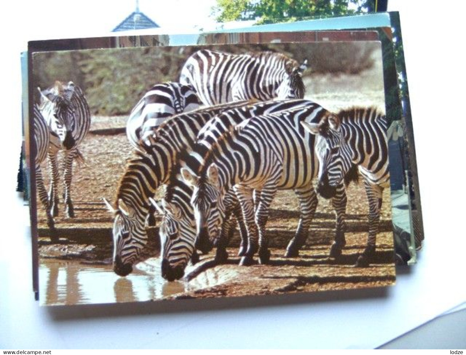 Kenya Kenia Burchell's Zebra - Kenia