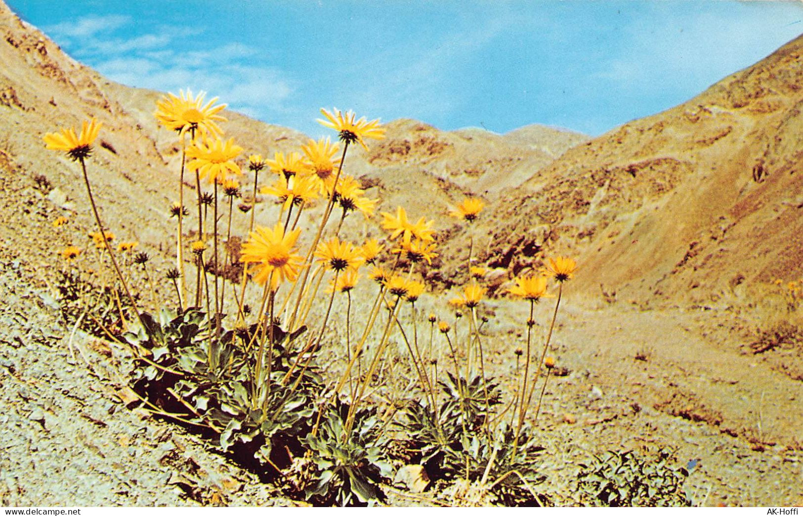 Panamint Daisy  (Death Valley Nationalpark) - Death Valley