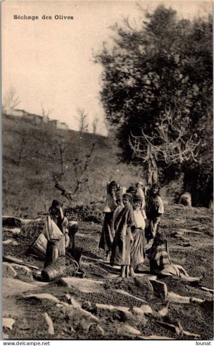 Séchage Des Olives - Métier - Métiers