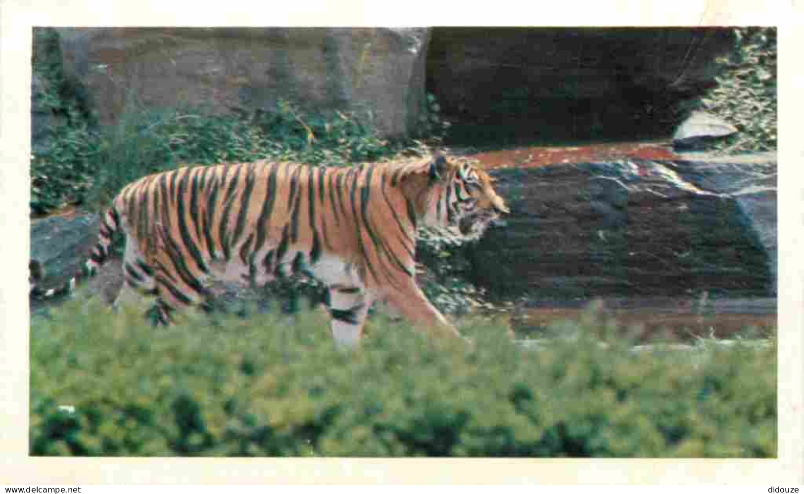 Animaux - Fauves - Tigre - Tiger - Safari Prisunic - CPM Petit Format - Carte Neuve - Voir Scans Recto-Verso - Tijgers