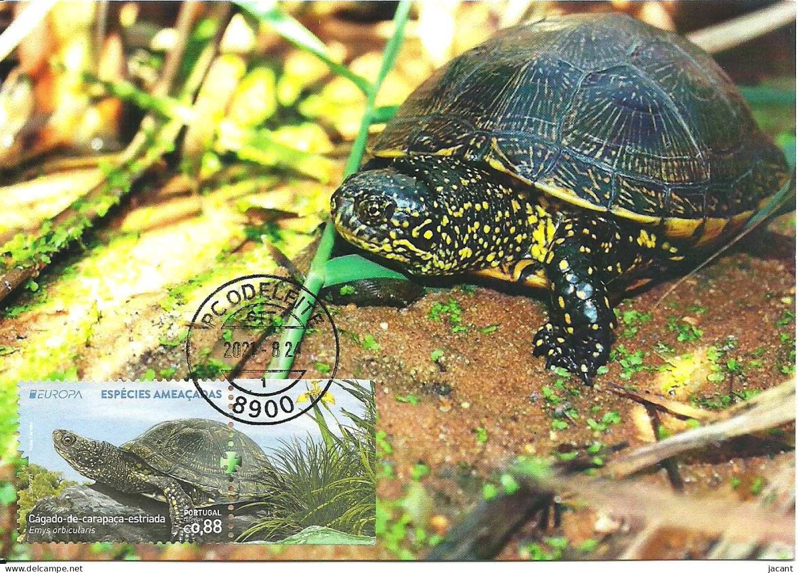 Carte Maximum - Portugal Europa - Especies Ameaçadas Cágado Carapaça Estriada - Emys Orbiculares - Cistude Pond Turtle - Maximumkarten (MC)