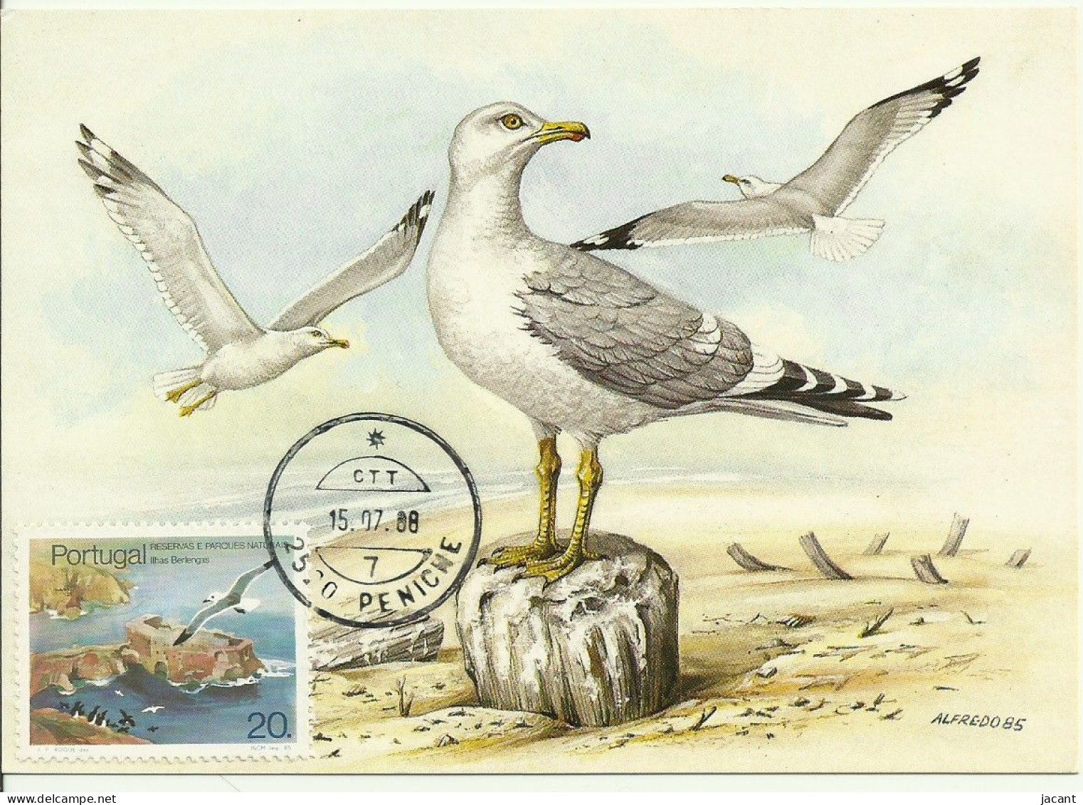 Carte Maximum - Oiseaux - Portugal - Gaivota Prateada - Goéland Argenté - European Herring Gull - Larus Argentatus - Mouettes
