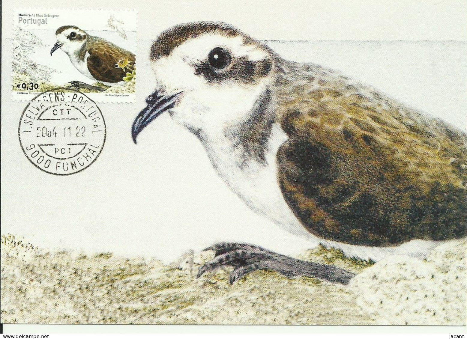 Carte Maximum - Oiseaux - Portugal - Calcamar - Océanite Frégate - White-faced Storm Petrel - Pelagodroma Marina  - Seagulls
