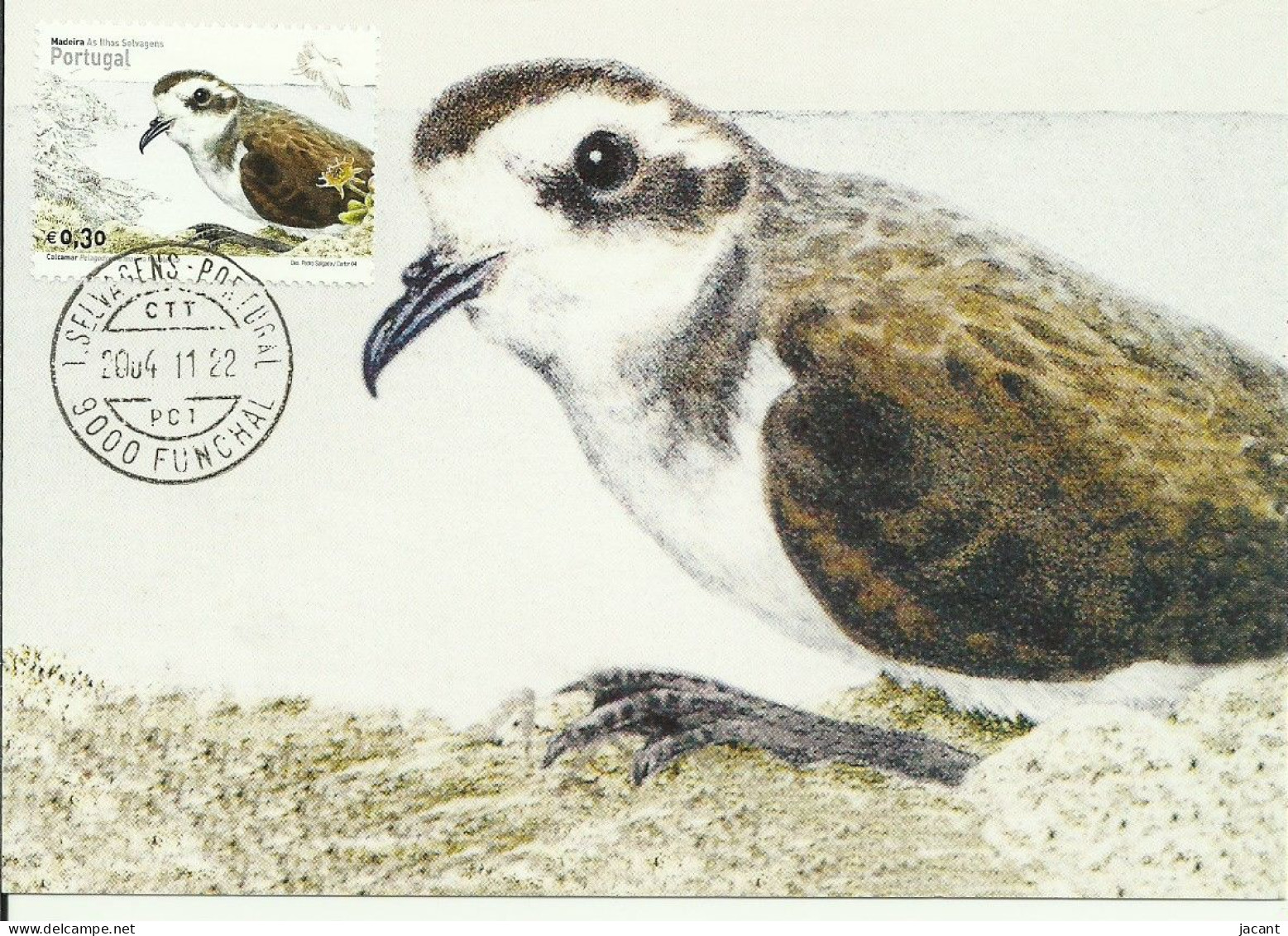 Carte Maximum - Oiseaux - Portugal - Calcamar - Océanite Frégate - White-faced Storm Petrel - Pelagodroma Marina  - Mouettes