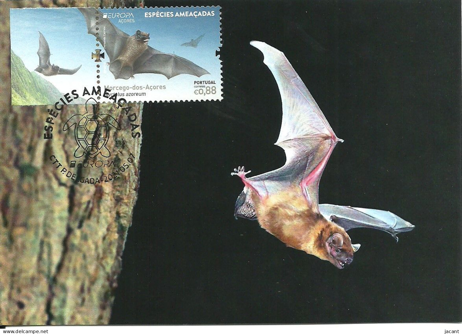 Carte Maximum - Portugal Europa - Especies Ameaçadas Morcego Açores - Nyctalus Azoreum - Noctule Bat - Maximumkarten (MC)