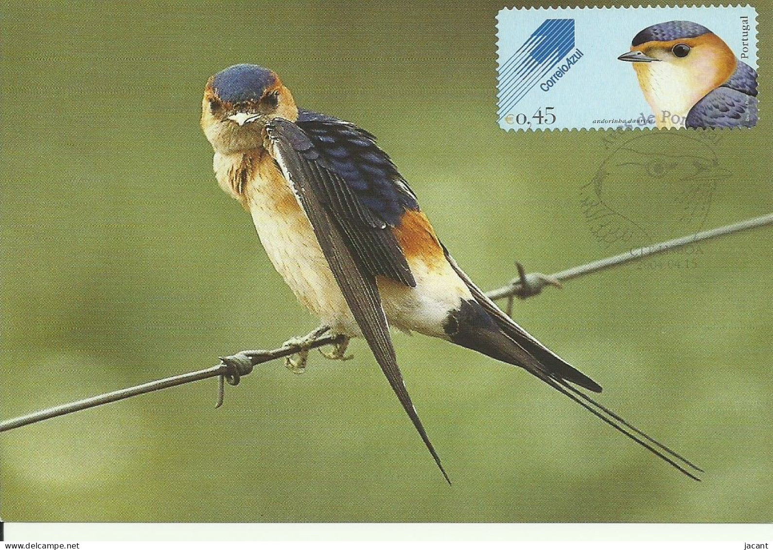 Carte Maximum - Oiseaux - Portugal - Andorinha Daurica - Hirondelle Rousseline - Red-rumped Swallow - Hirundo Daurica - Hirondelles