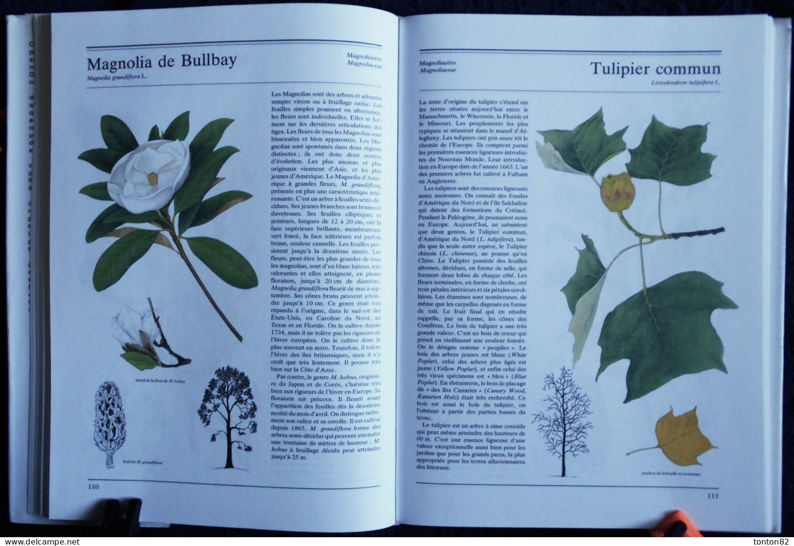 ARBRES ET ARBUSTES - " La Nature à Livre Ouvert " - GRÜND - ( 1993 ) - 256 Illustrations en couleurs .