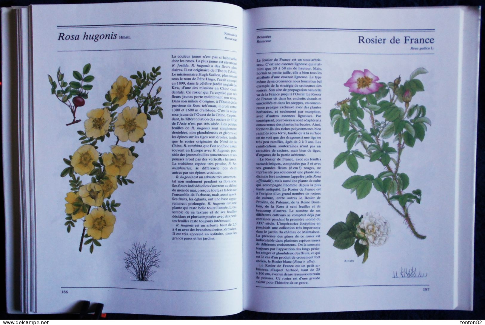 ARBRES ET ARBUSTES - " La Nature à Livre Ouvert " - GRÜND - ( 1993 ) - 256 Illustrations en couleurs .